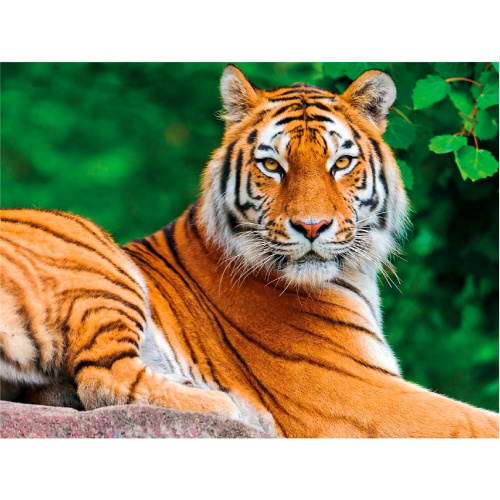 Картина стразами ОСТРОВ СОКРОВИЩ "Тигр", 40х50 см, на подрамнике фото 2